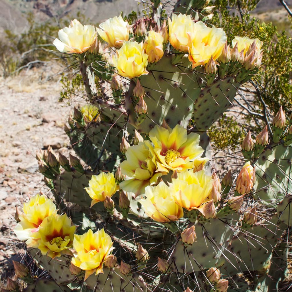 Opuntia phaeacantha Mojavensis - Oponce