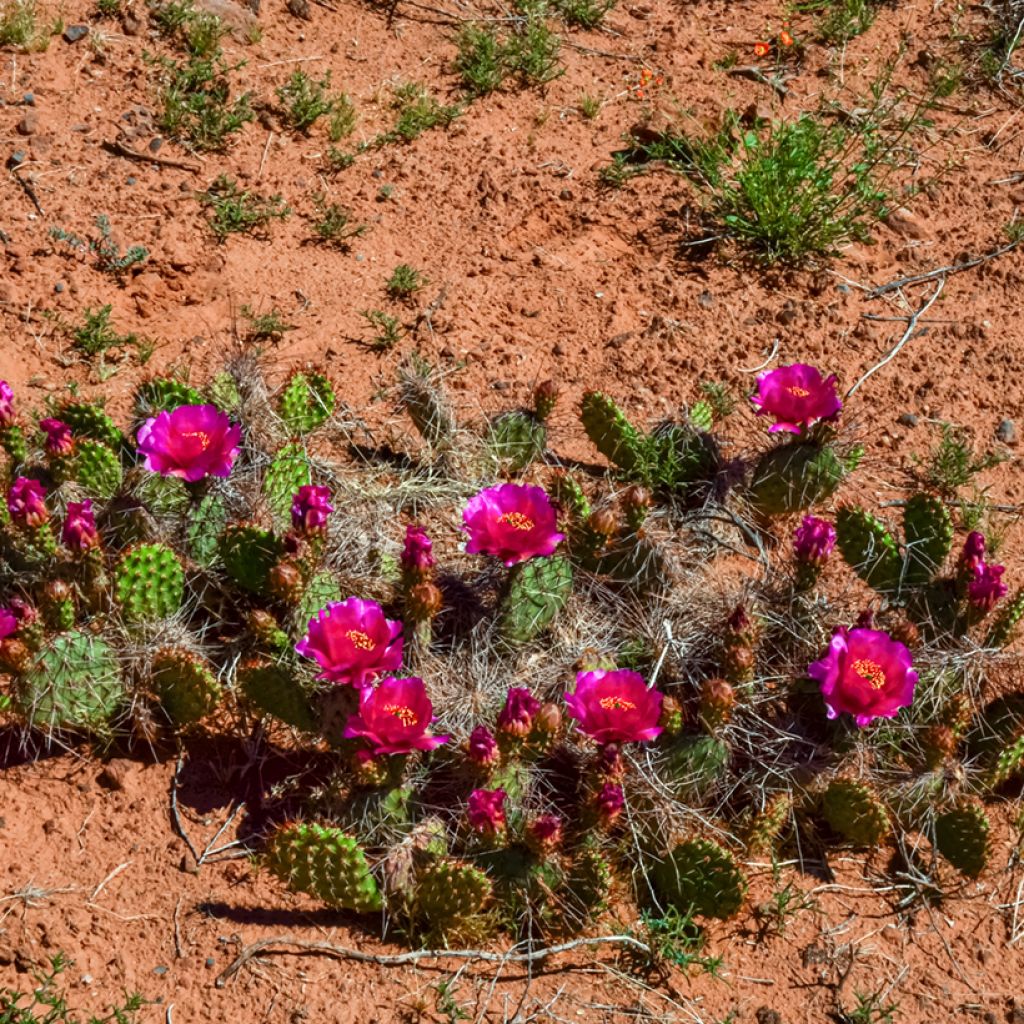 Opuntia polyacantha - Cactus raquette