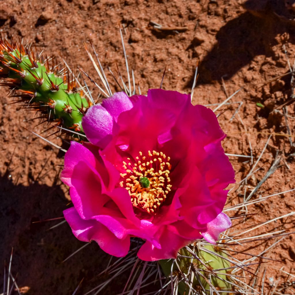 Opuntia polyacantha - Cactus raquette