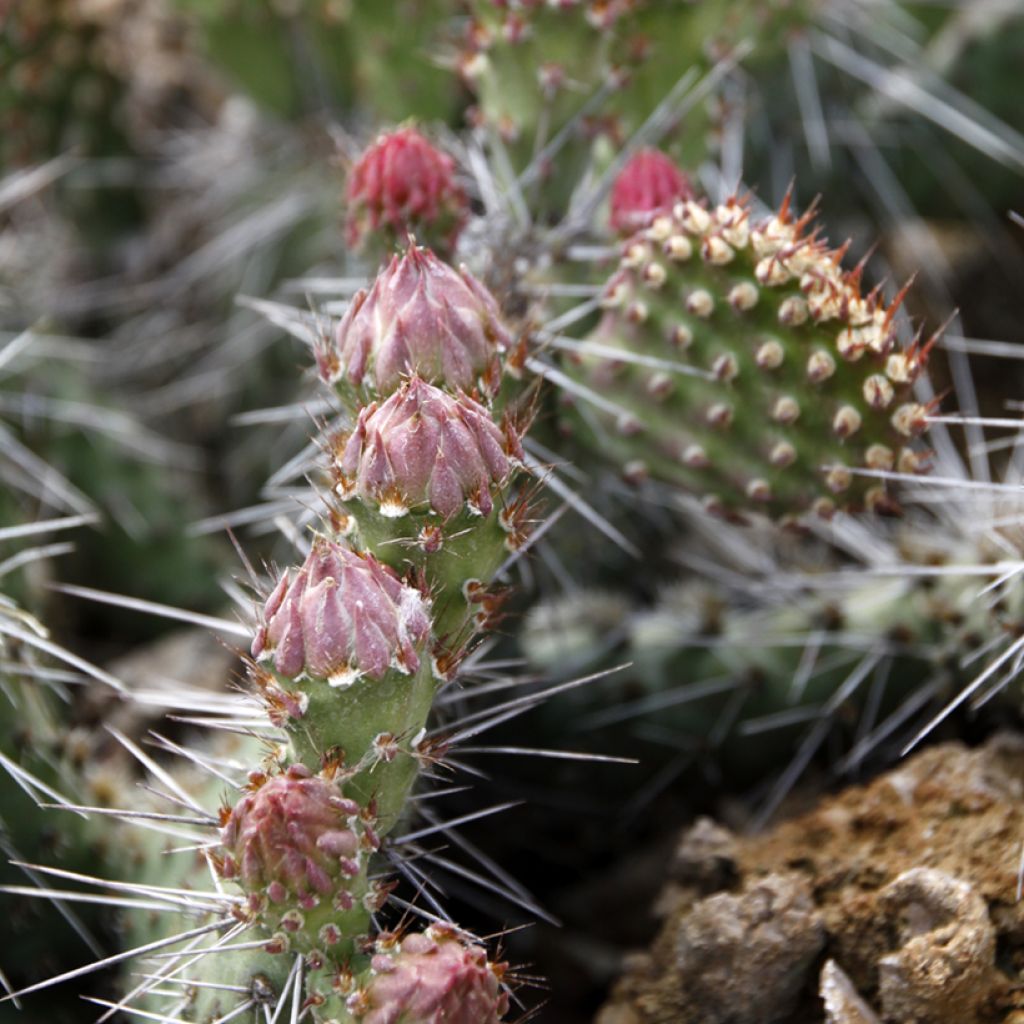 Opuntia polyacantha - Cactus raquette