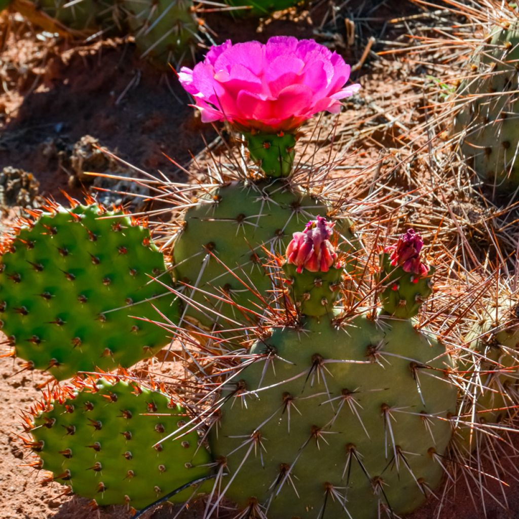 Opuntia polyacantha - Cactus raquette