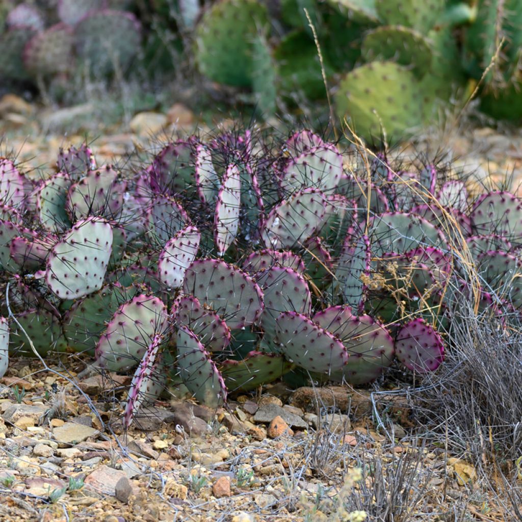 Opuntia santa-rita - Cactus raquette