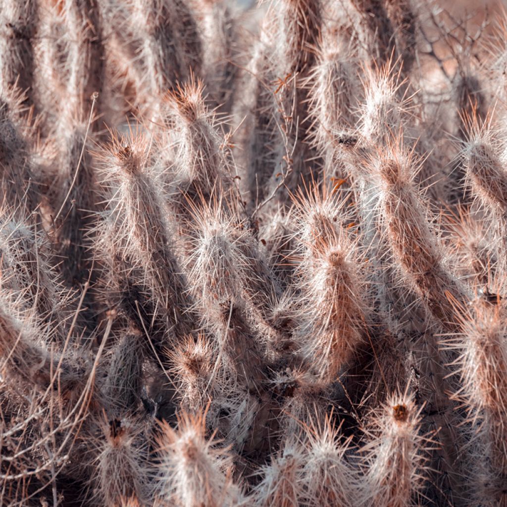 Oreocereus trollii - Vieil homme des Andes