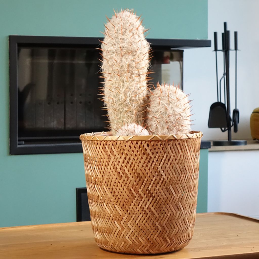 Oreocereus trollii - Vieil homme des Andes