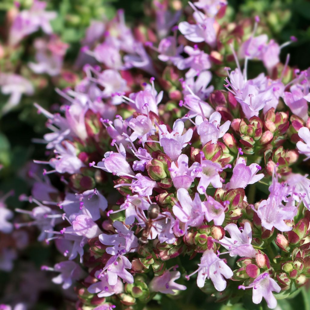 Origan - Origanum vulgare Compactum BIO