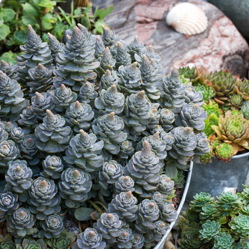 Orostachys iwarenge - Chapeau chinois