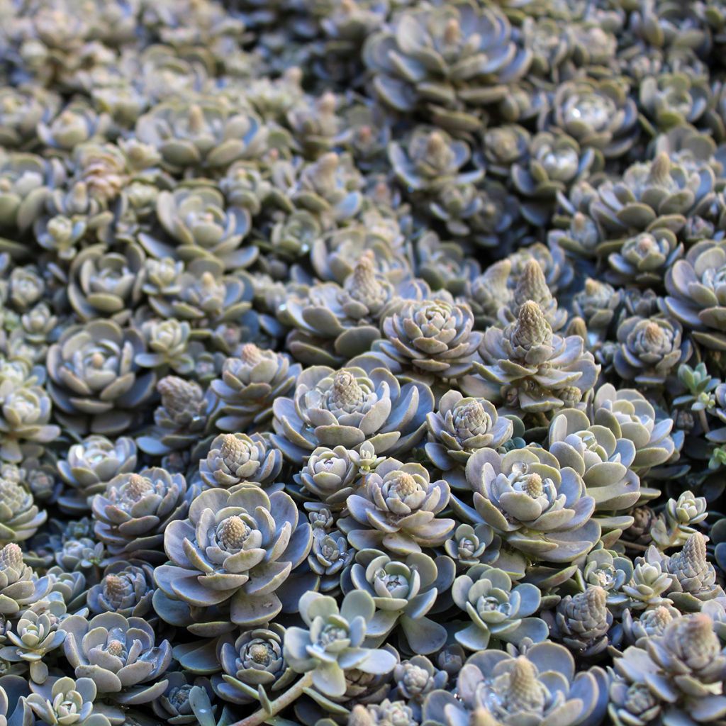 Orostachys iwarenge - Chapeau chinois