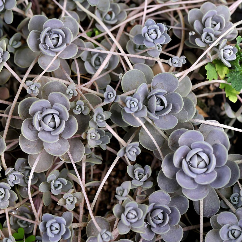 Orostachys iwarenge - Chapeau chinois