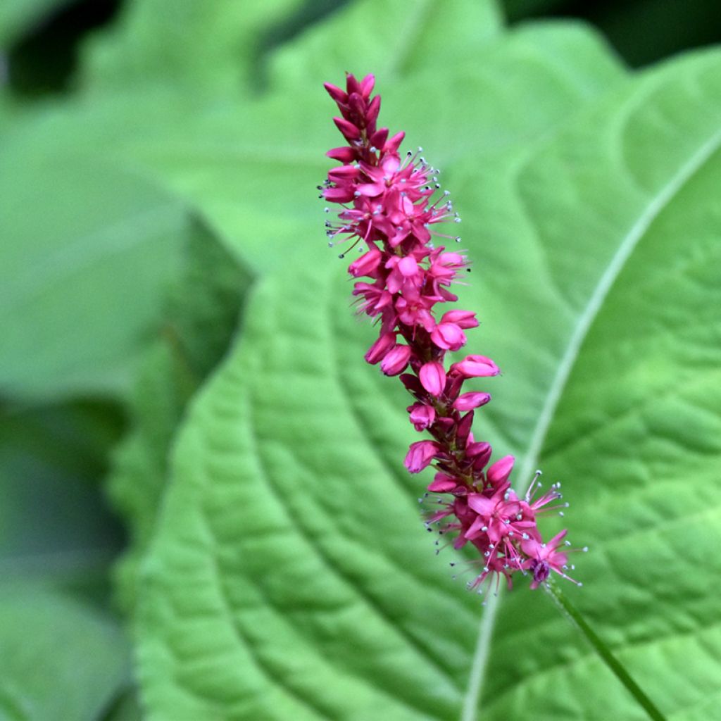 Renouée - Persicaria amplexicaulis Amethyst Summer