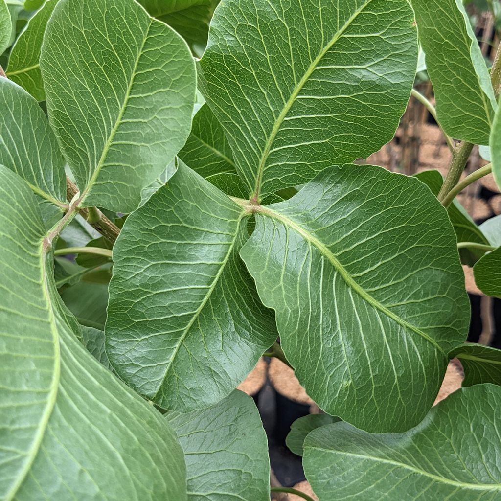 Pistachier mâle Peters - Pistacia vera 