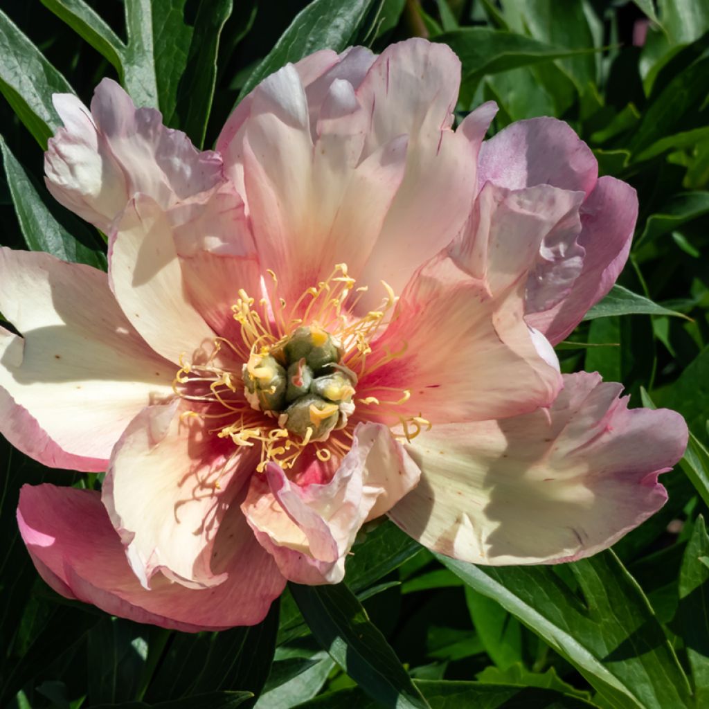 PIvoine Itoh Julia Rose