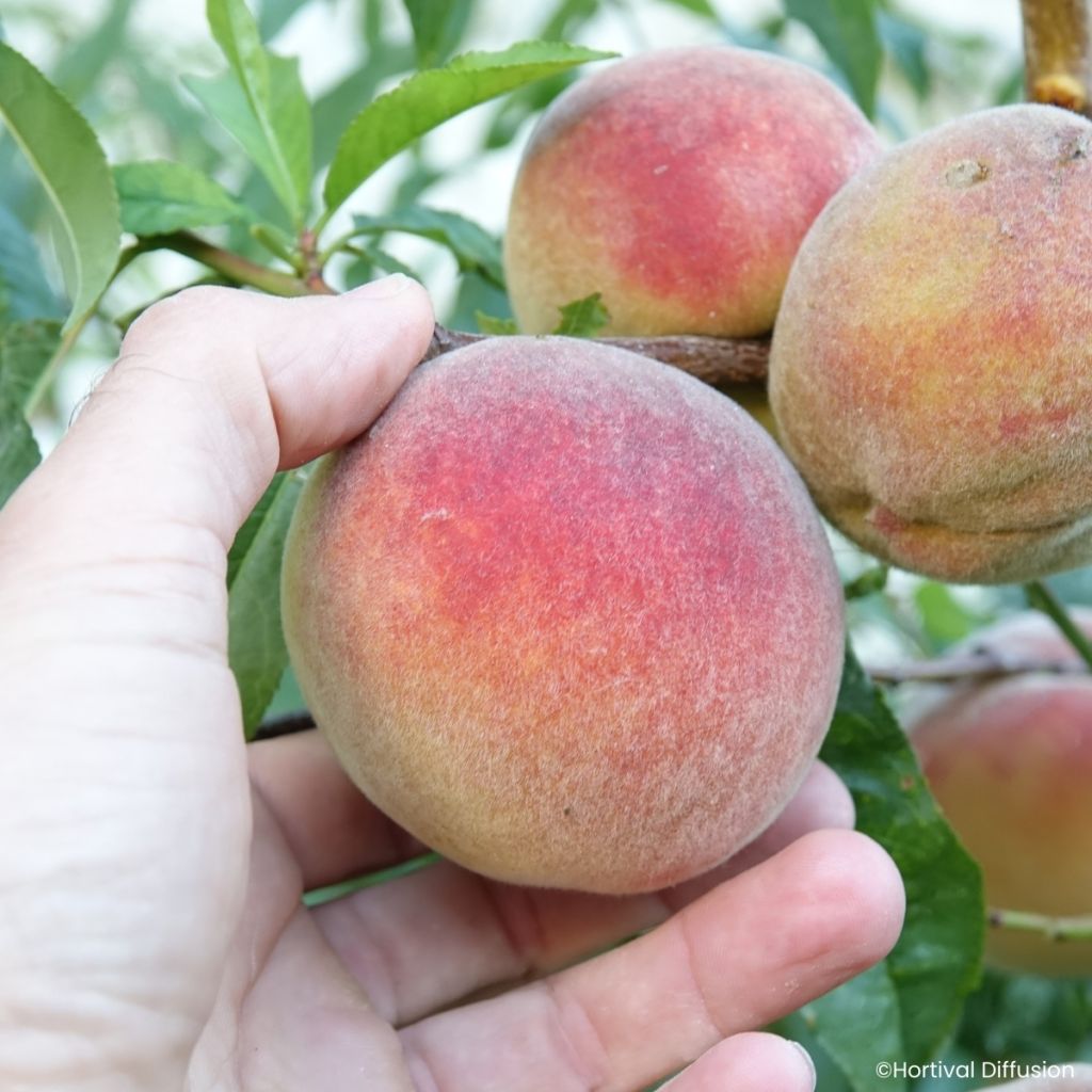 Pêcher Golden Caesar - Pêche de vigne