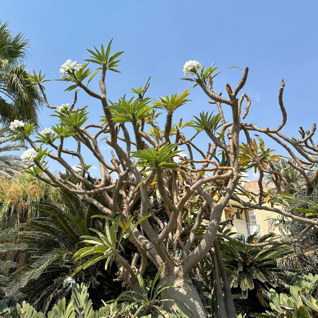 Pachypodium lamerei - Palmier de Madagascar