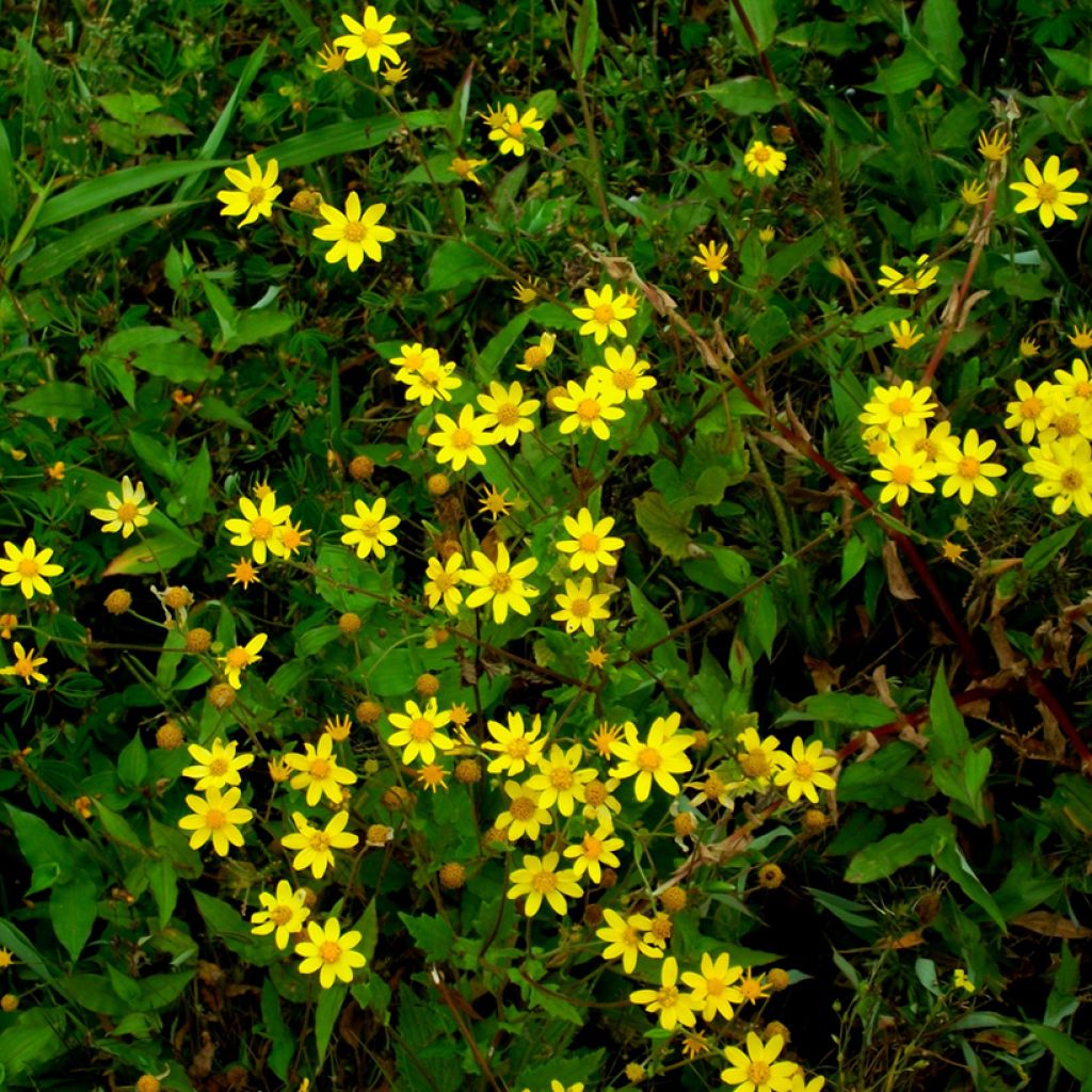 Packera aurea - Séneçon doré, séneçon jacobée
