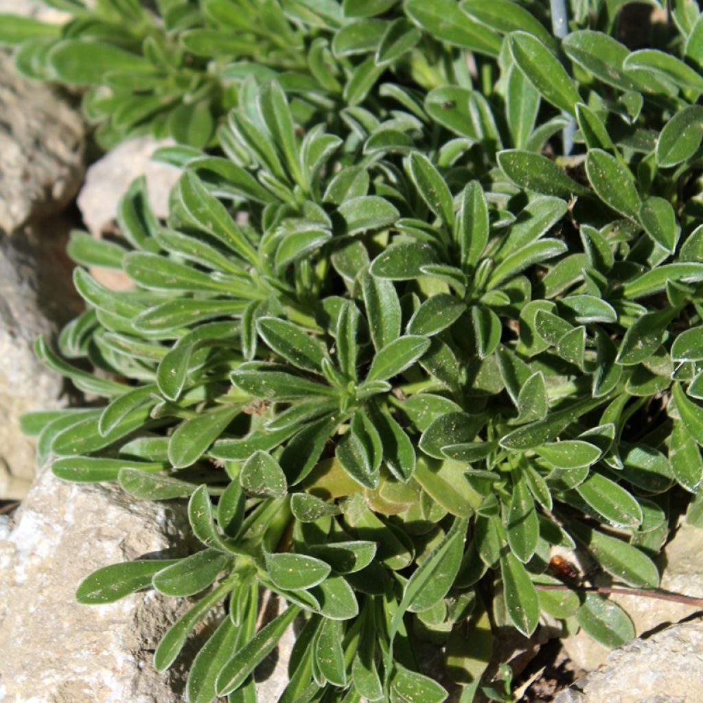 Pallenis maritima Aurelia Gold - Astérolide maritime
