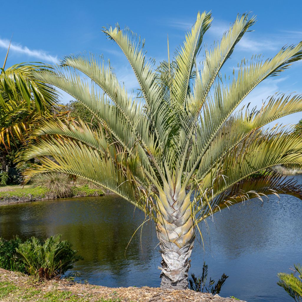 Dypsis decaryi - Palmier triangle