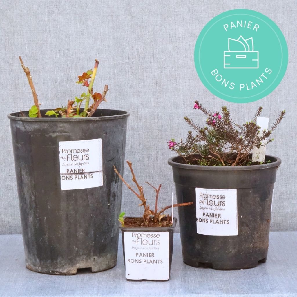 Panier Bons Plants