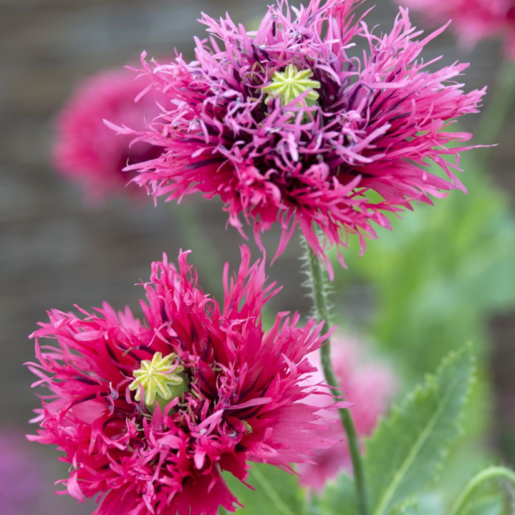 Graines de Pavot annuel Rose Feathers - Papaver somniferum