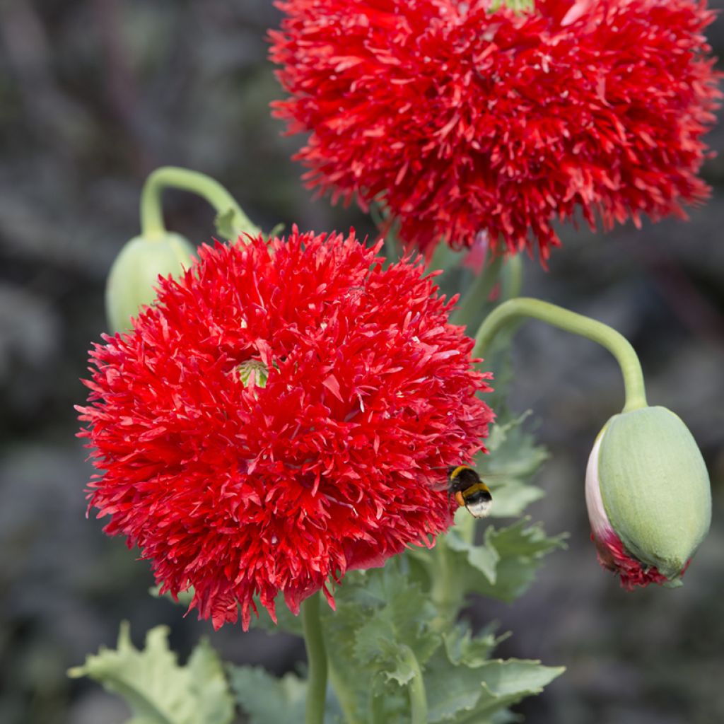 Graines de Pavot annuel Laciniatum Scarlet - Papaver somniferum