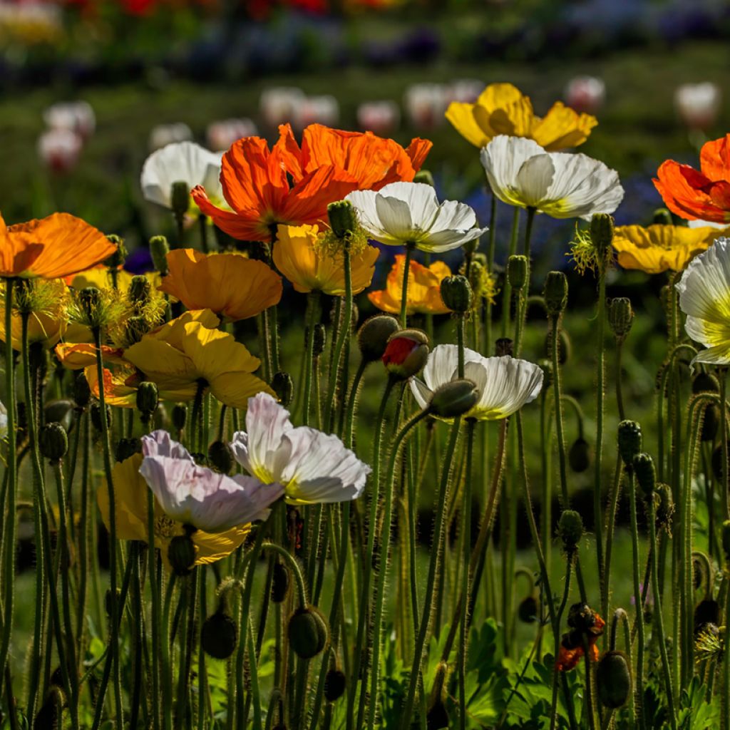 Graines de Pavot d'Islande Artist’s Glory - Papaver nudicaule