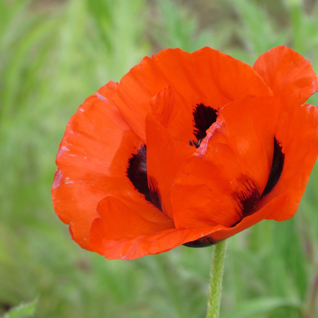 Graines de Pavot d'Orient (Oosterse Klaproos) - Papaver orientale