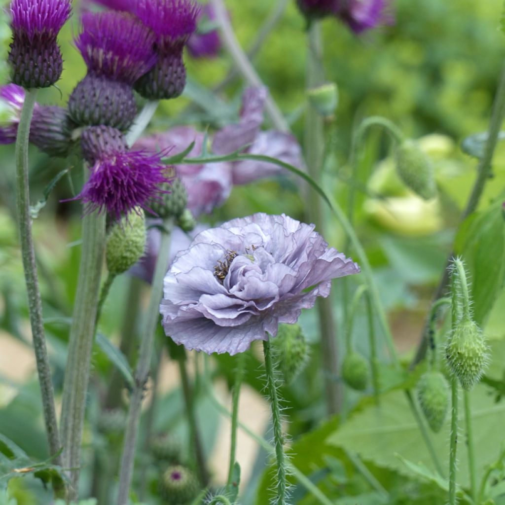 Graines de coquelicot Amazing Grey - Papaver rhoeas