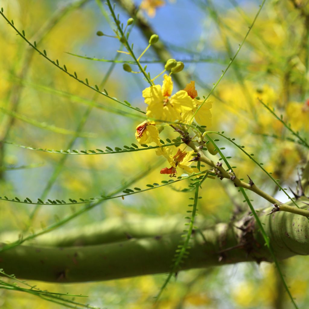 Parkinsonia - Cercidium floridum