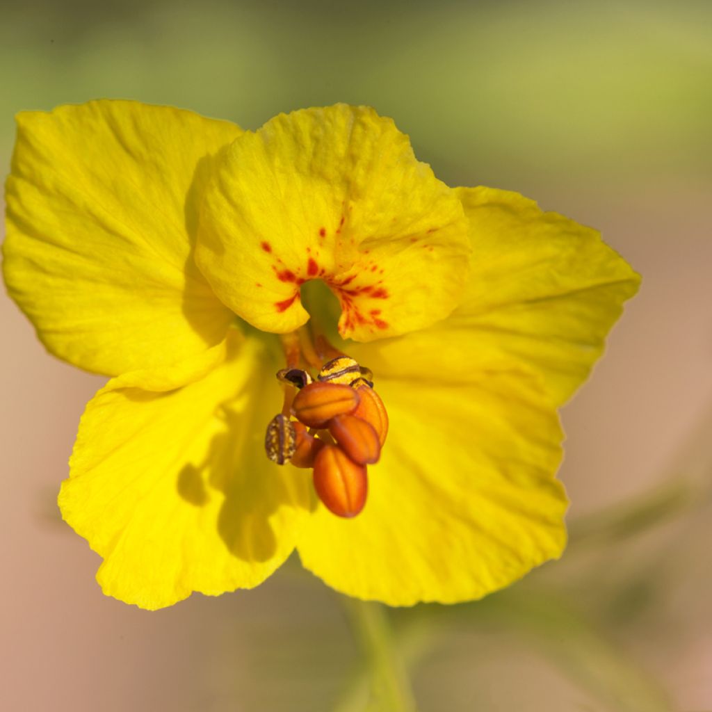 Parkinsonia - Cercidium floridum