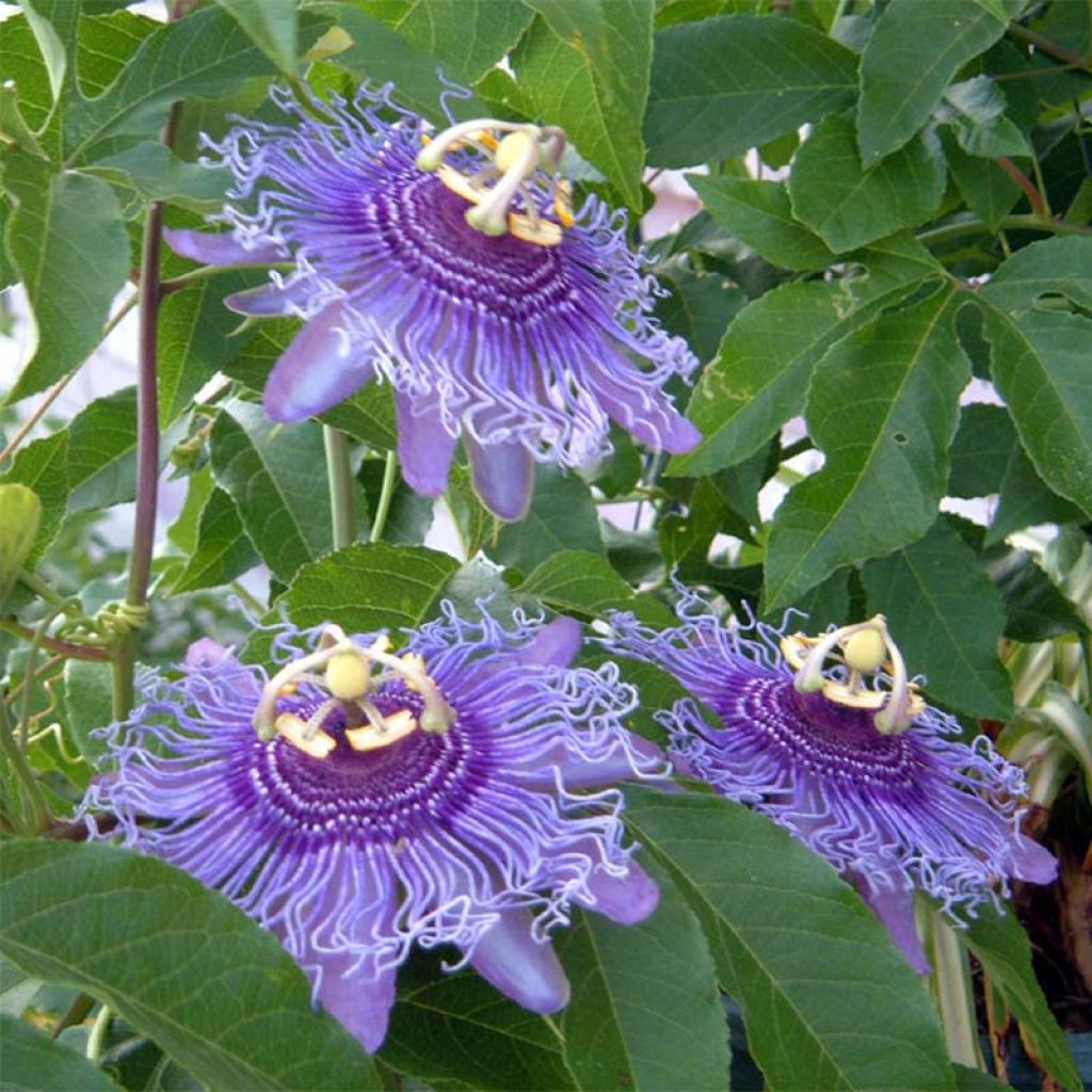 Passiflora Incense - Passiflore hybride.