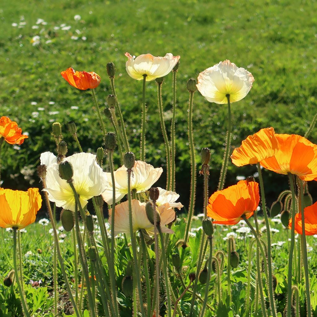 Pavot d Islande - Papaver nudicaule Gartenzwerg