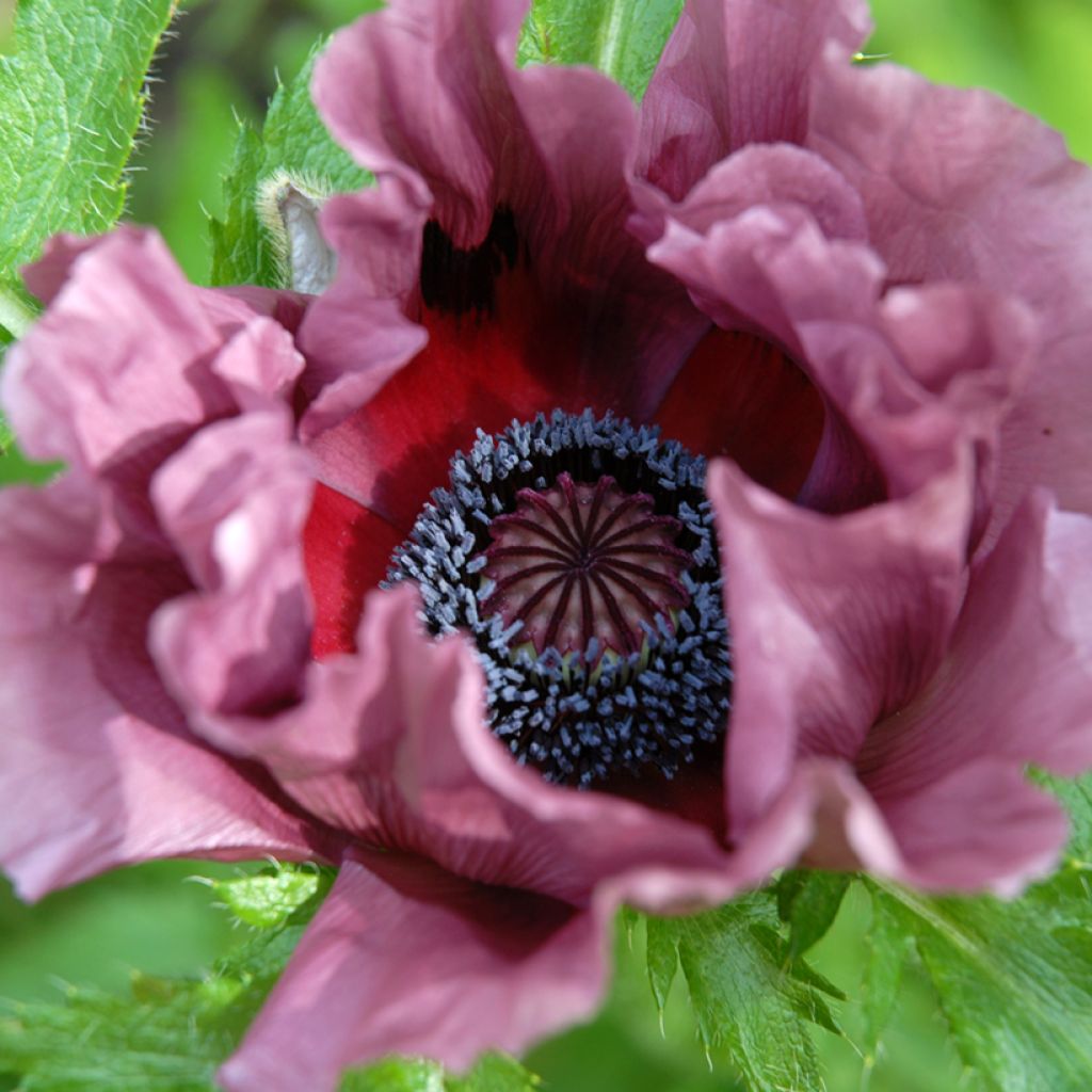 Pavot d'Orient Patty's Plum - Papaver orientale