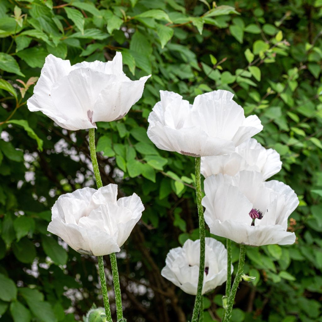 Pavot d'Orient Perry's White - Papaver orientale
