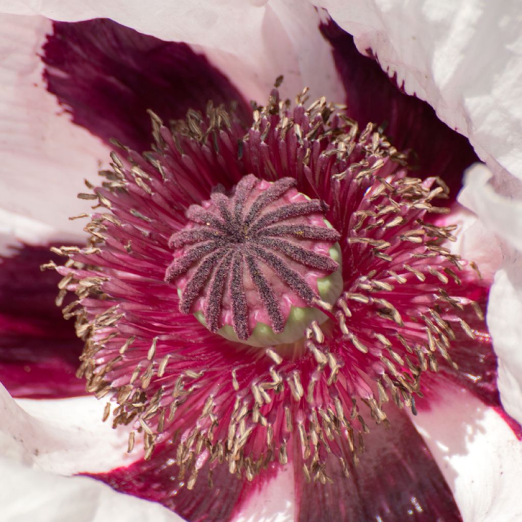 Pavot d'Orient Royal Wedding - Papaver orientale