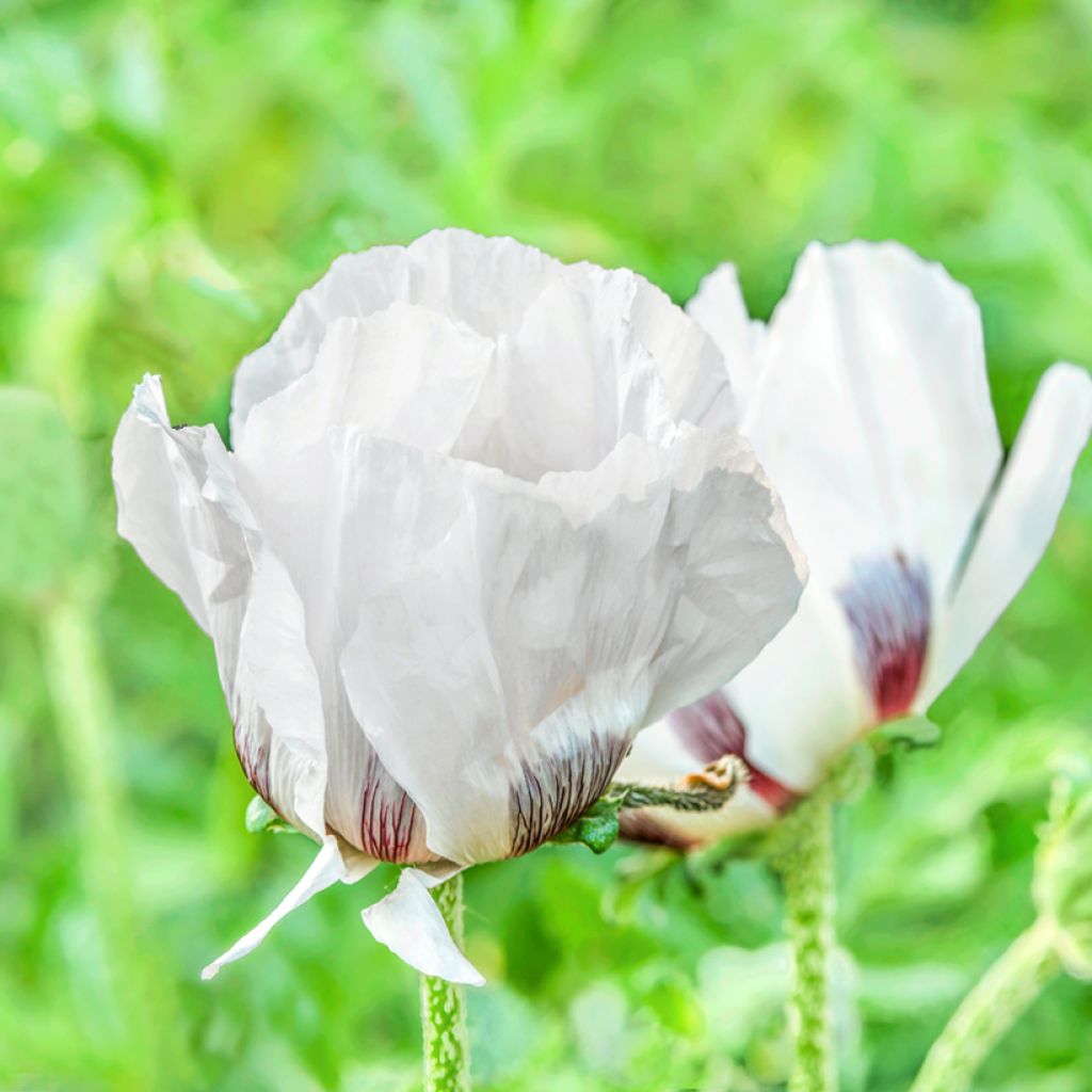 Pavot d'Orient Royal Wedding - Papaver orientale