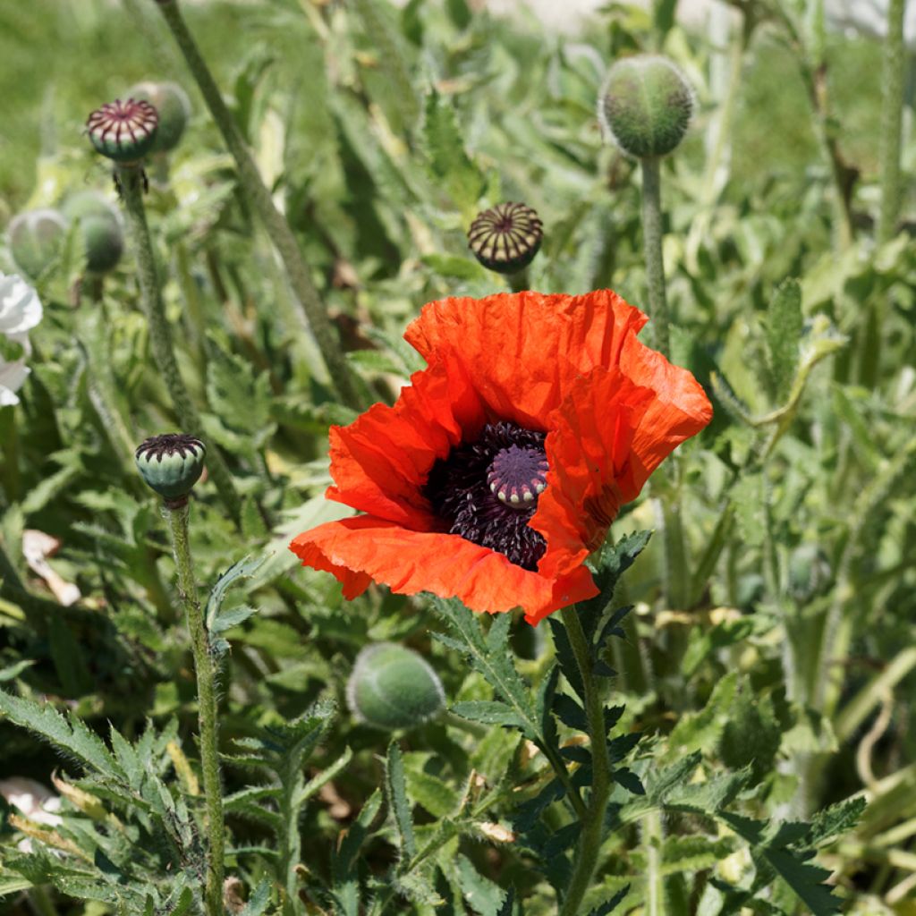 Pavot d'Orient rouge - Papaver orientale Allegro