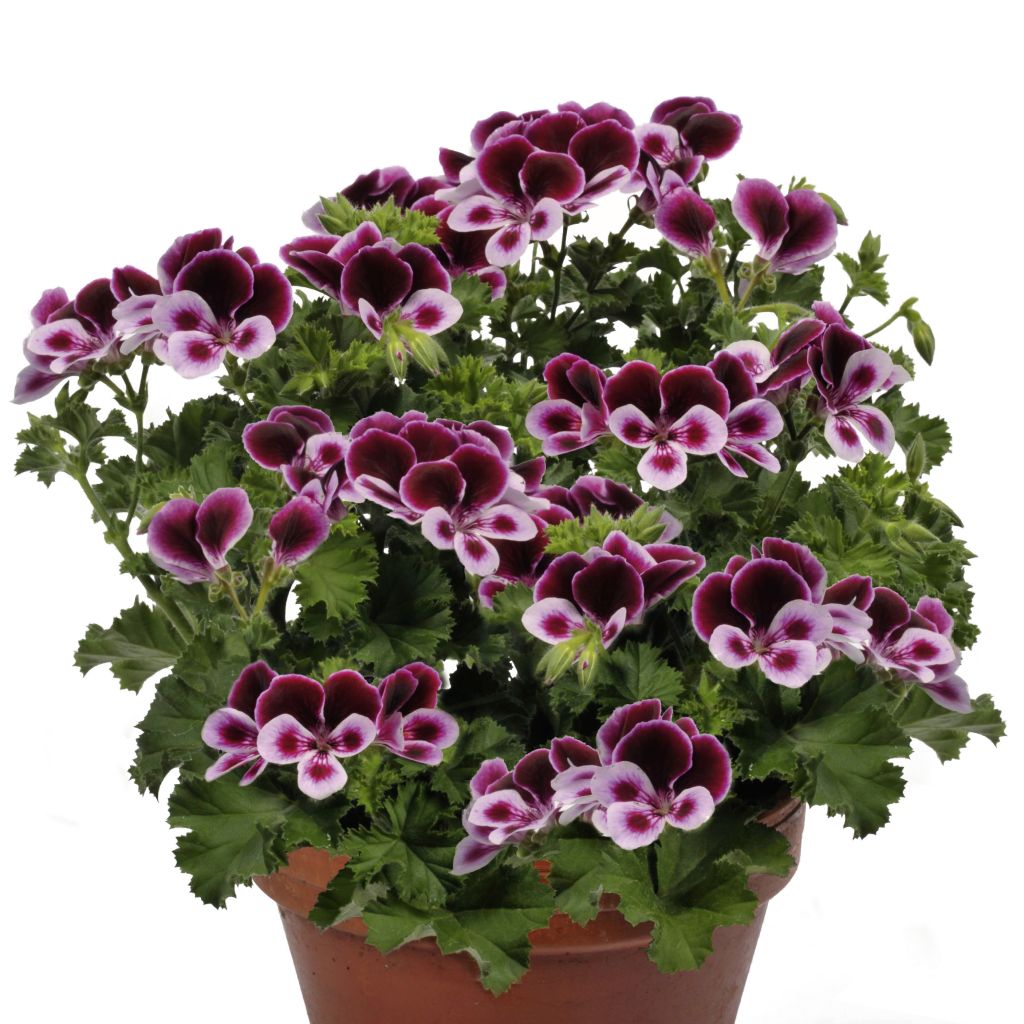 Pelargonium - Géranium Angel's Perfume