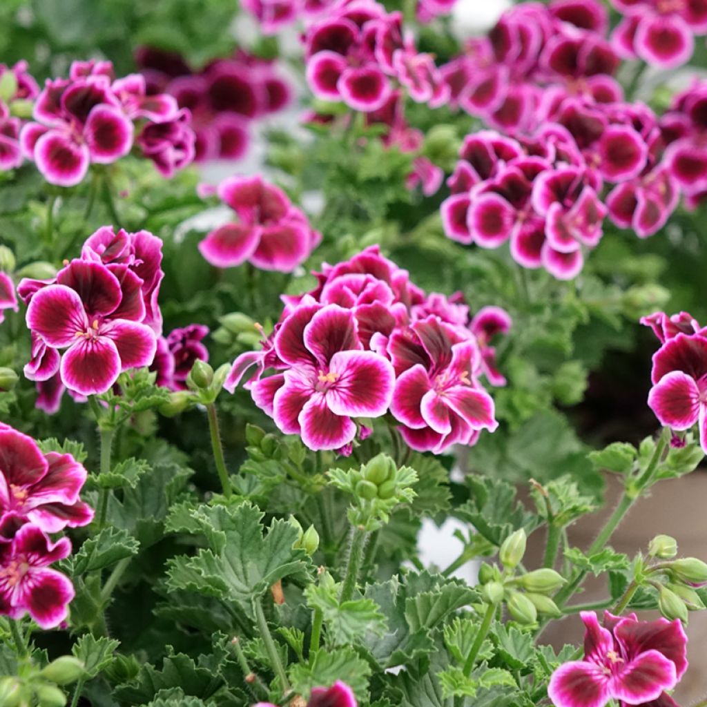 Pelargonium - Géranium parfumé Mosquitaway Megan