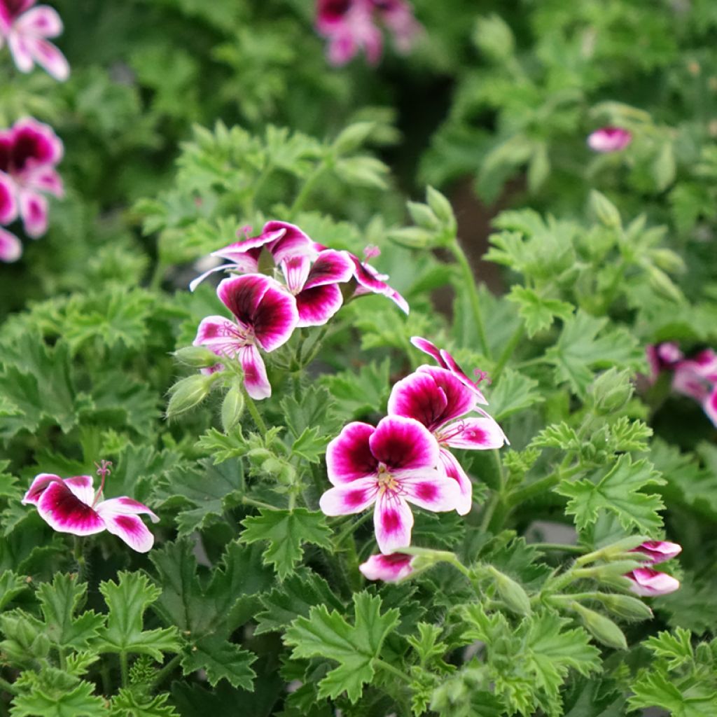 Pelargonium Mosquitaway Eva