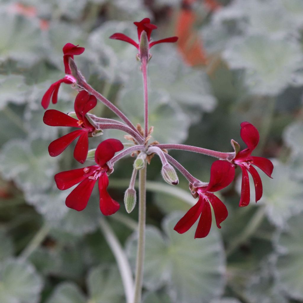 Pelargonium reiniforme x sidoides - Géranium hybride