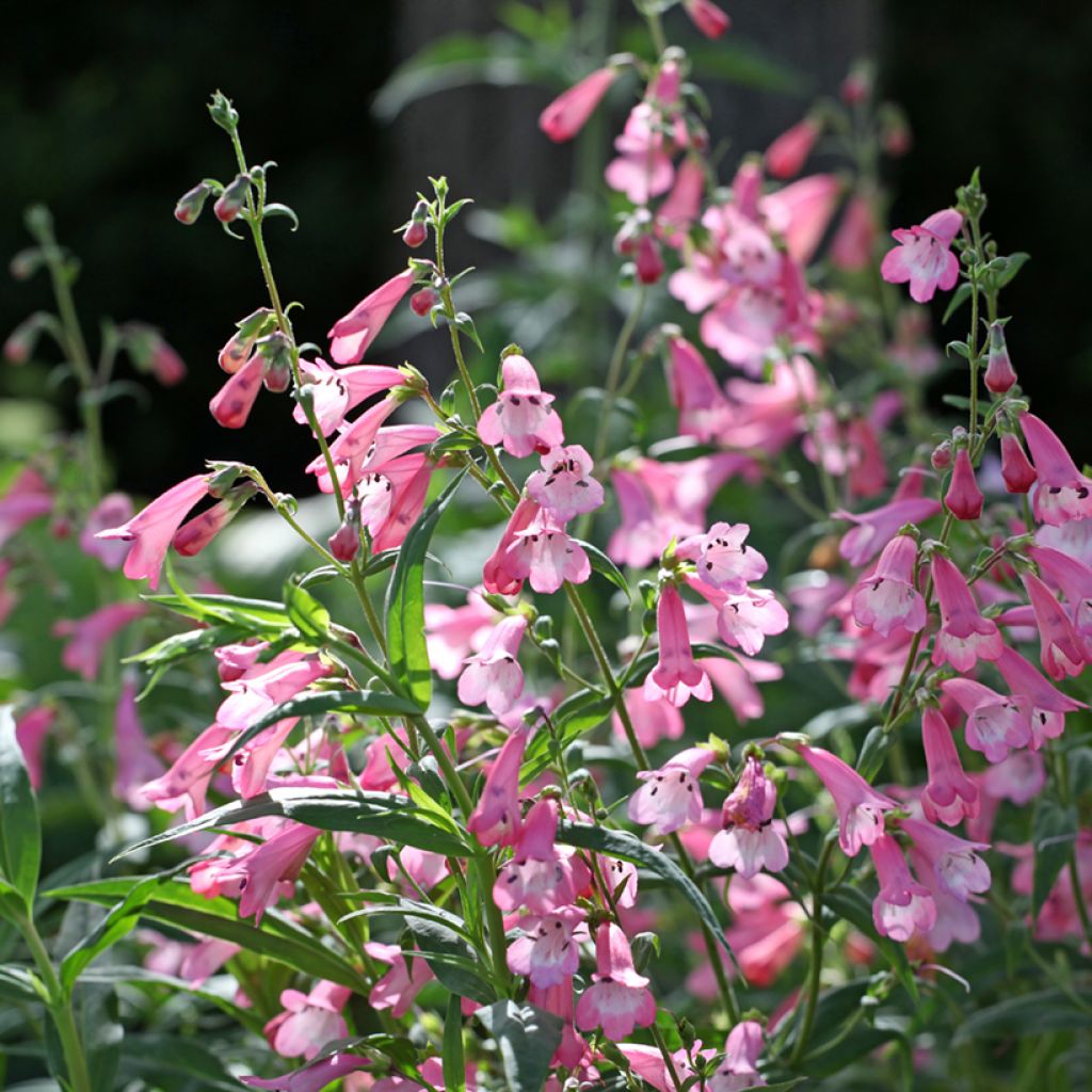 Penstemon Apple Blossom - Galane