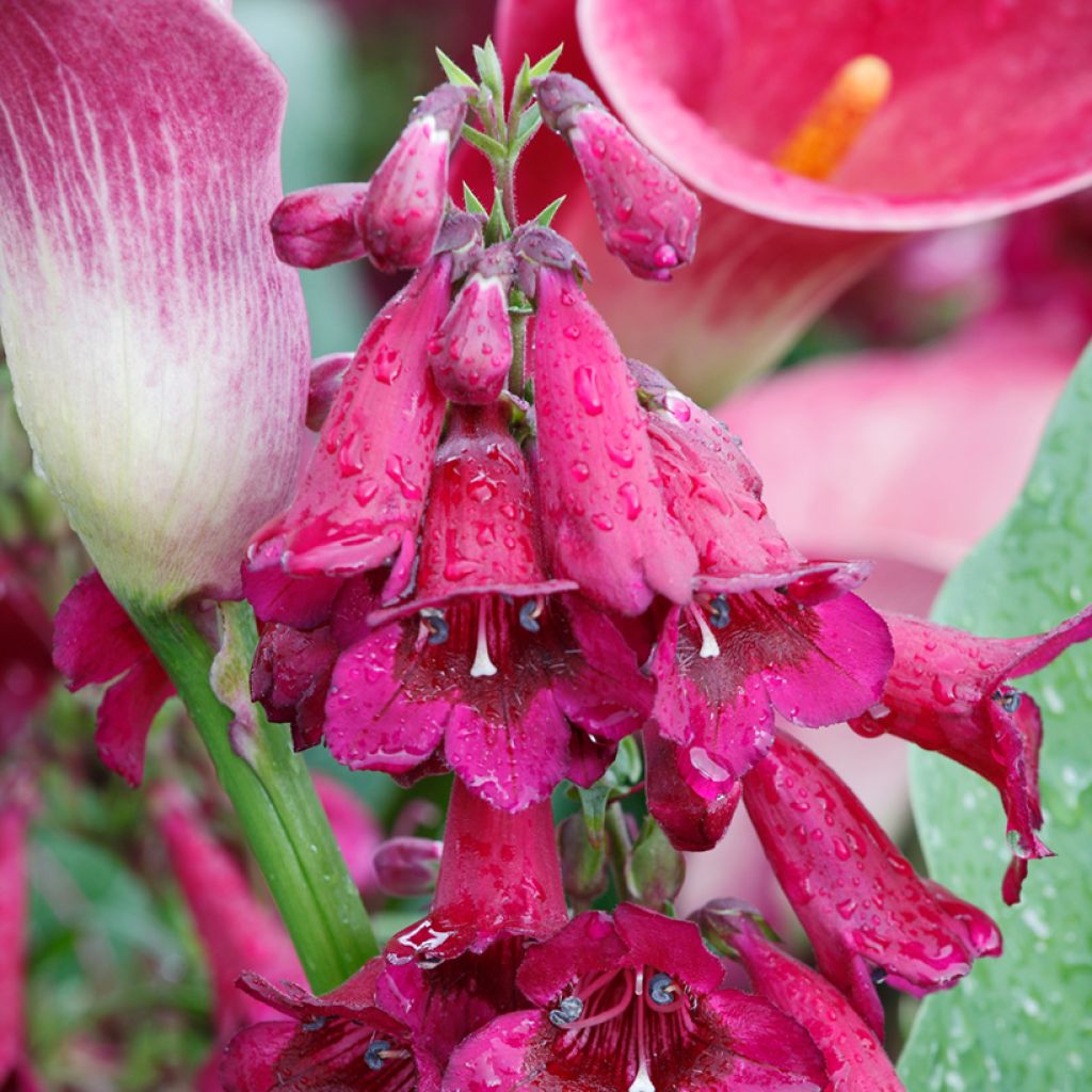 Penstemon Rich Ruby - Galane