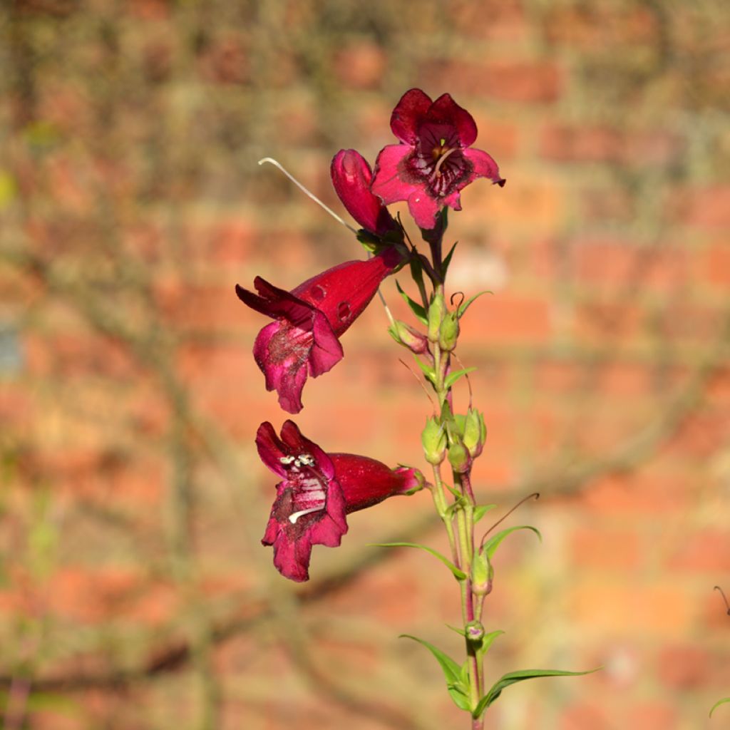 Penstemon Rich Ruby - Galane