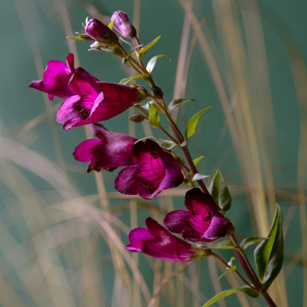 Penstemon Rich Ruby - Galane
