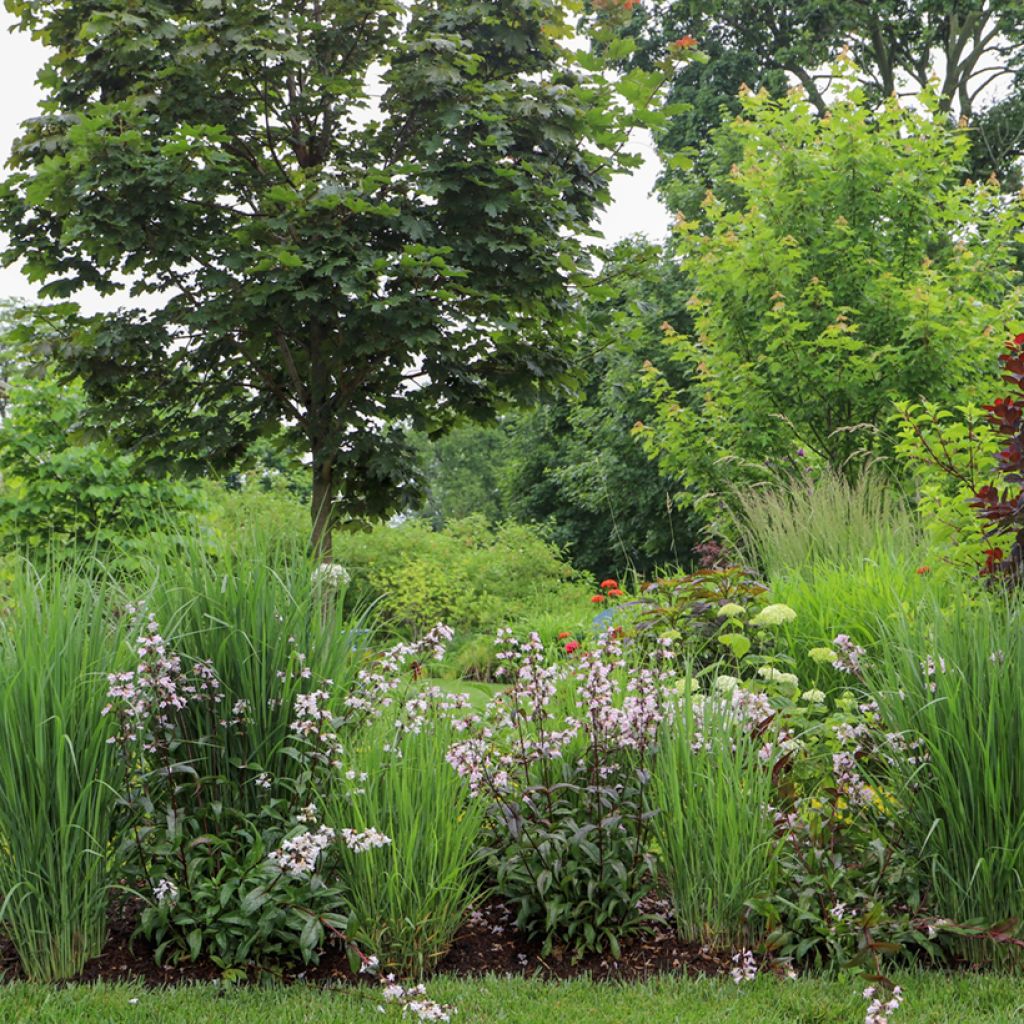 Penstemon digitalis Dark Towers - Galane