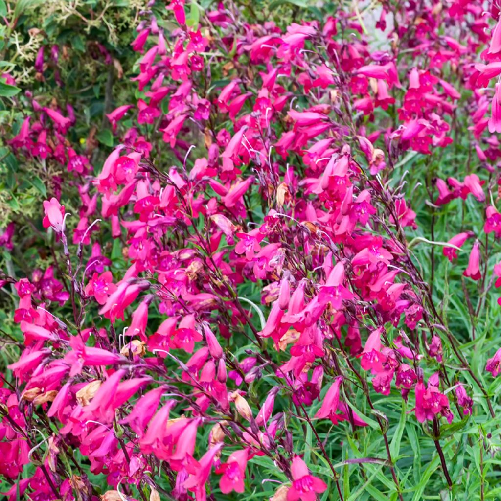 Penstemon hybride Garnet - Galane