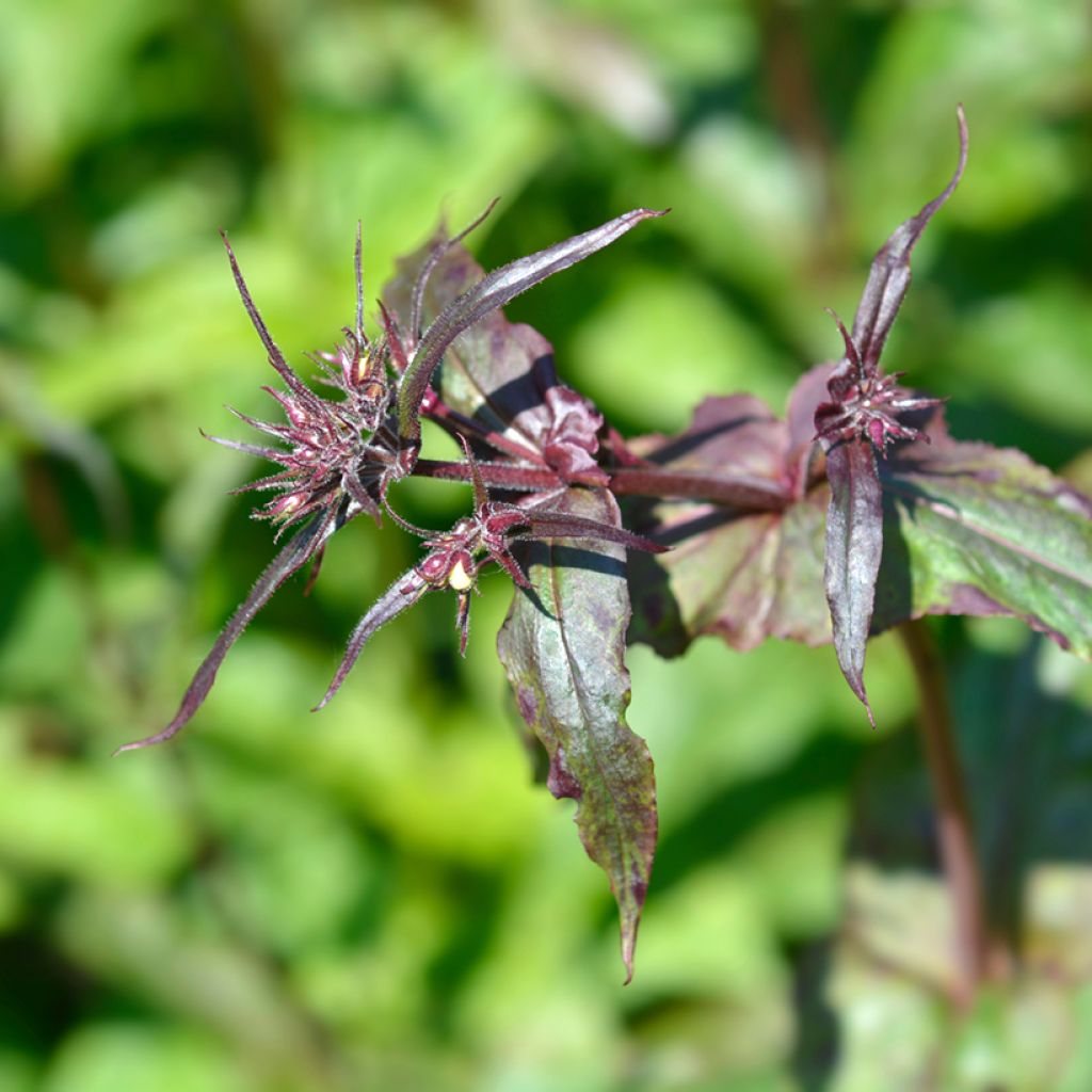 Penstemon hybride Husker Red - Galane