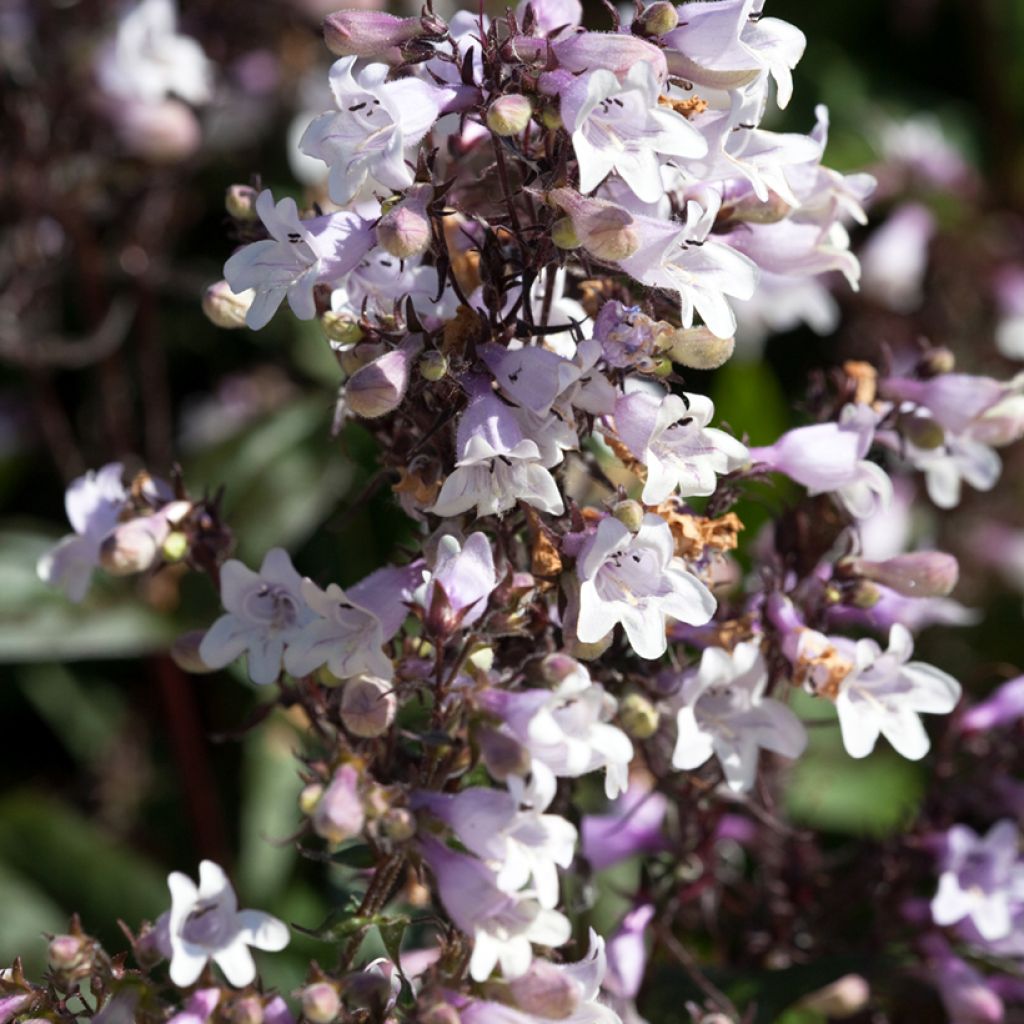 Penstemon hybride Husker Red - Galane