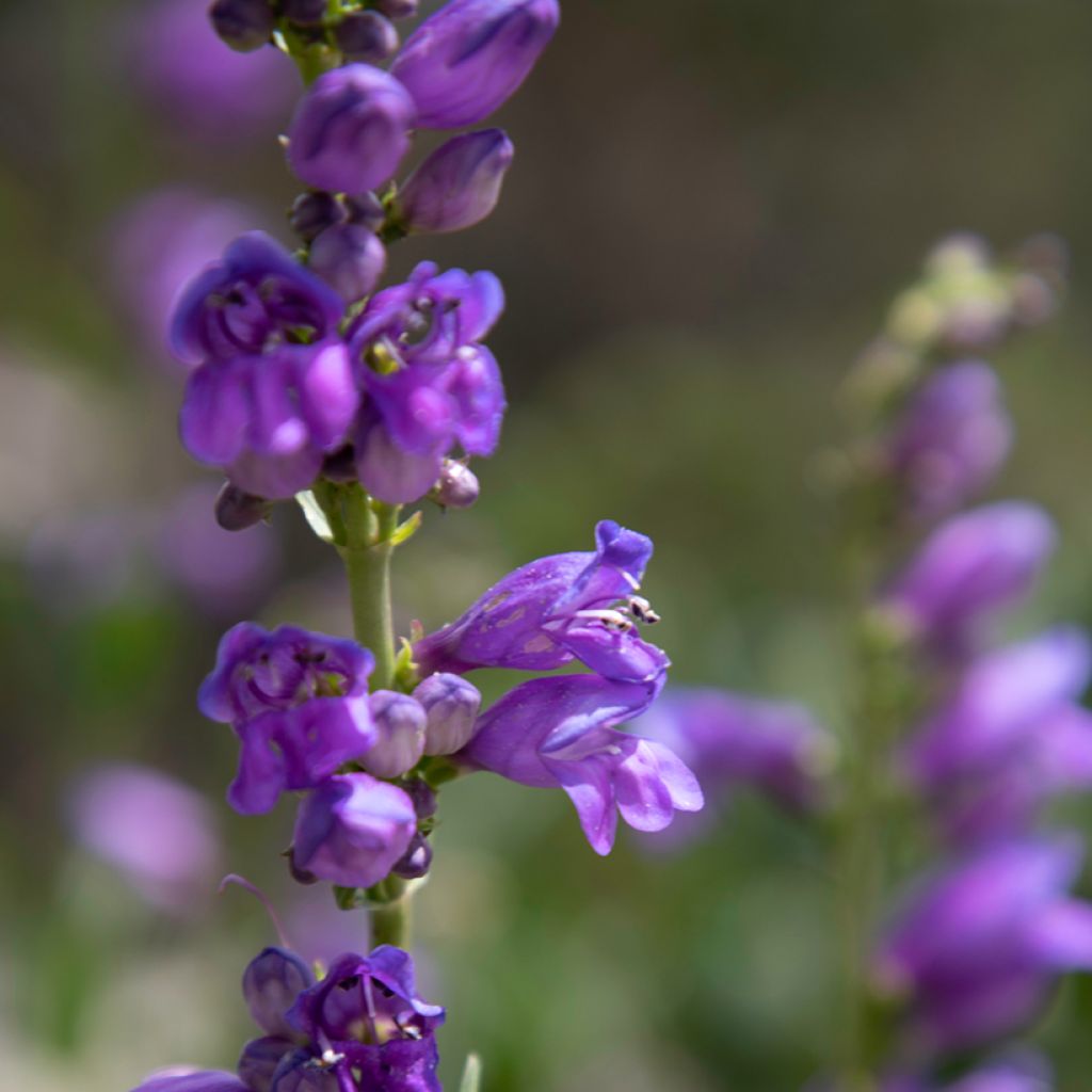Penstemon strictus - Galane