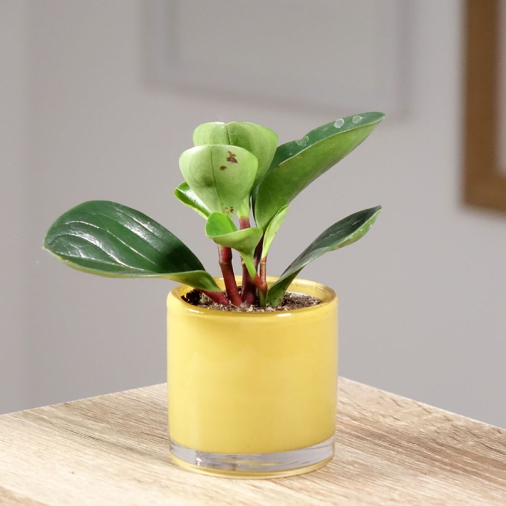 Peperomia Red Canyon