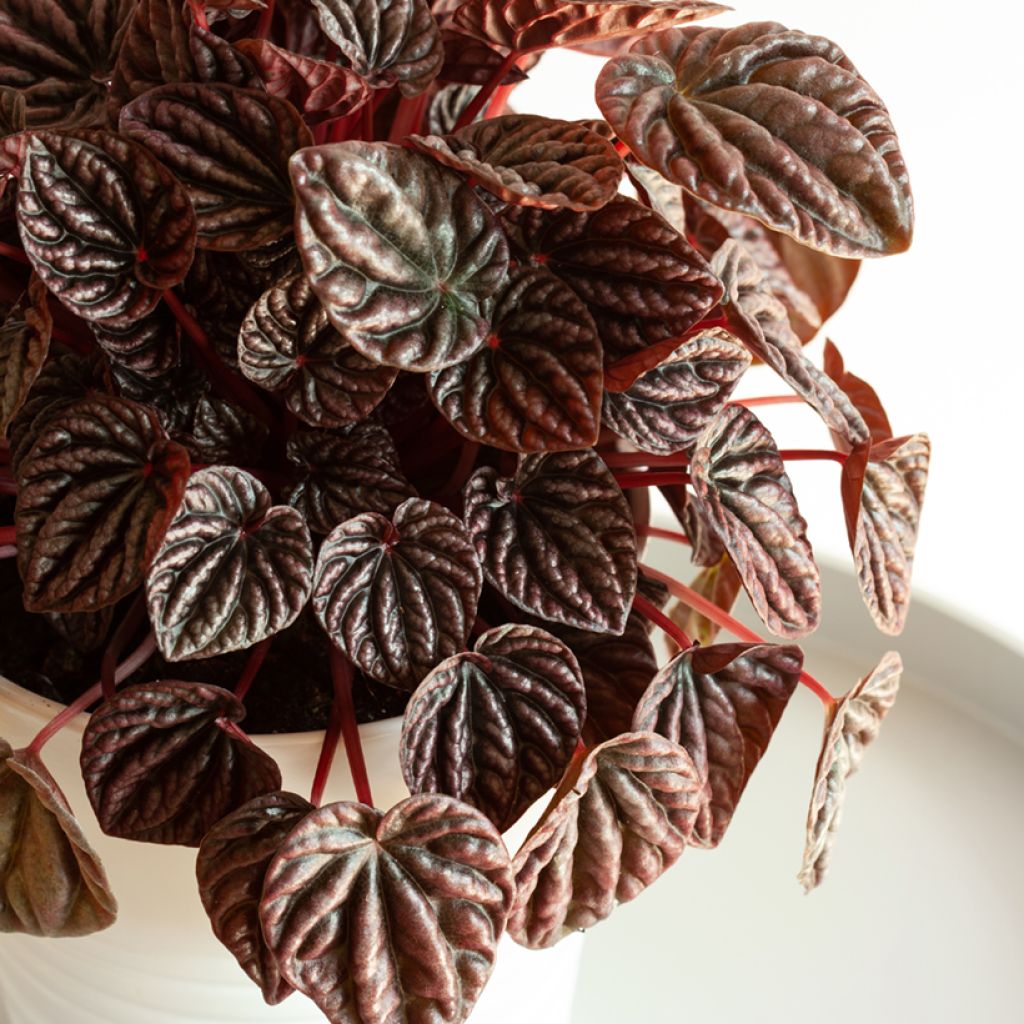 Peperomia caperata Luna